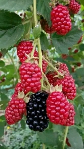 file_97182443