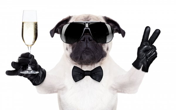 Dogs Champagne Fingers White background Bulldog (2)