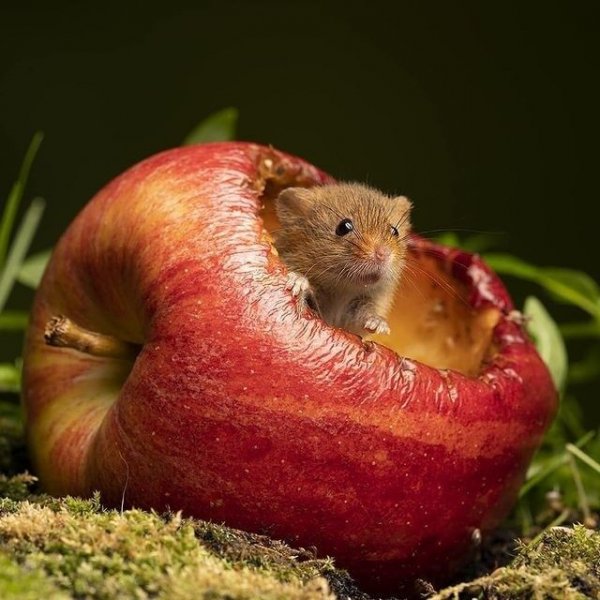 E2afa012101154bc1bce5ec2fe56c4e5