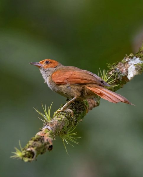 КРАСНОЛИЦАЯ ПИЩУХОВАЯ ИГЛОХВОСТКА