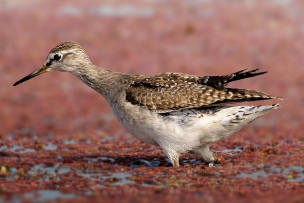 Feathered 8