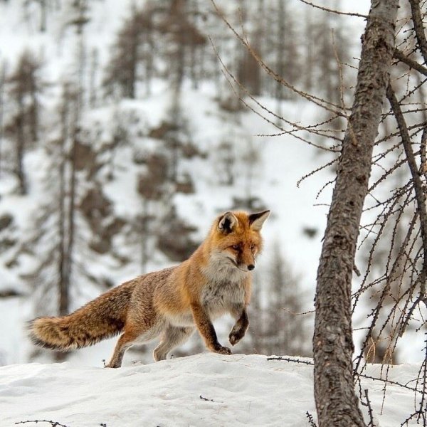 file_96393264