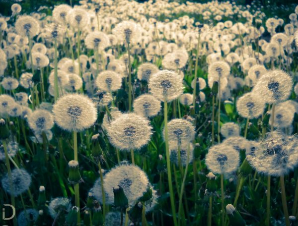 воздушная радость:)