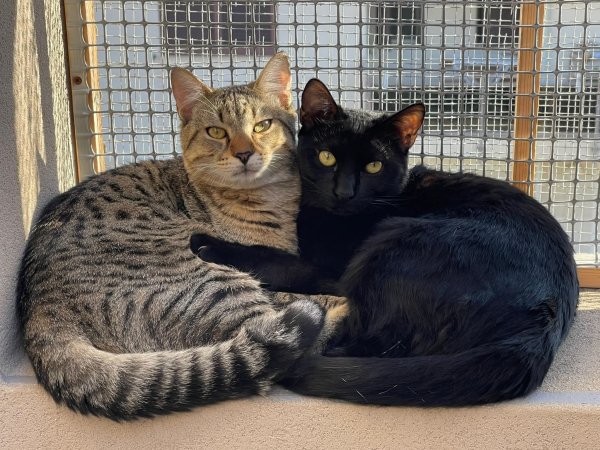 FB IMG 1775036483685