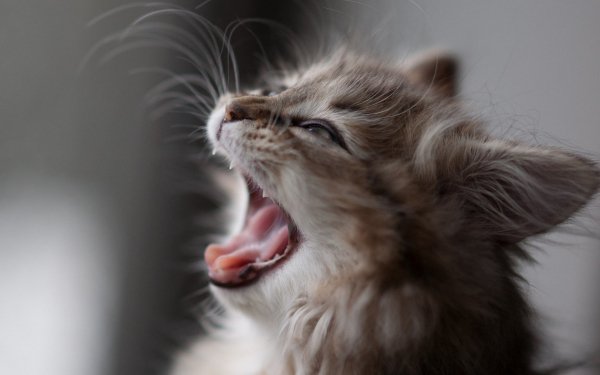 Котэ обои ПК