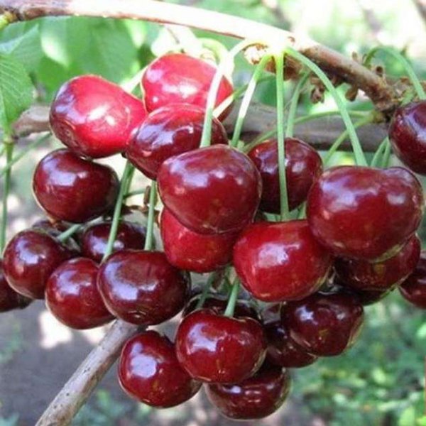 Черешня Алмазная