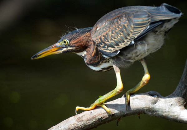 Кваква зелёная