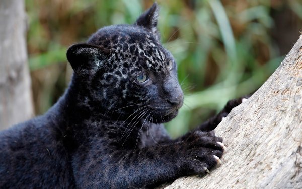 Panthera onca ягуар детеныш..file