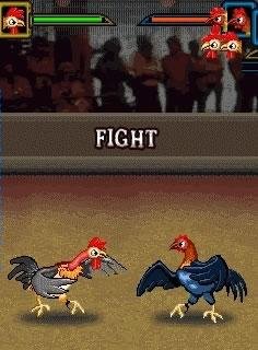 cock fighting warriors 240x320
