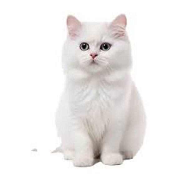 Белый кот. (8)