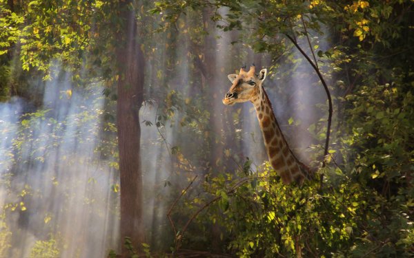 An African safari 5