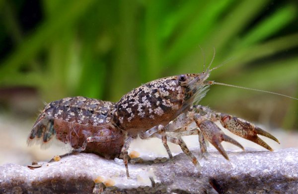 Болотный карликовый рак