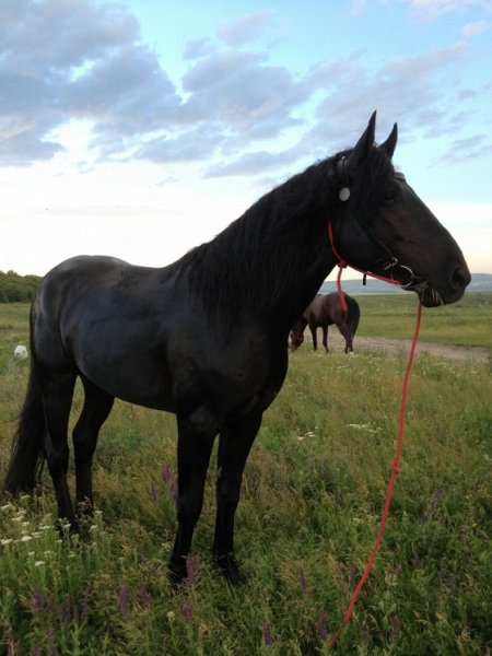 Карачаевская порода лошадей (11)