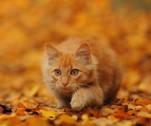 Осенний кот