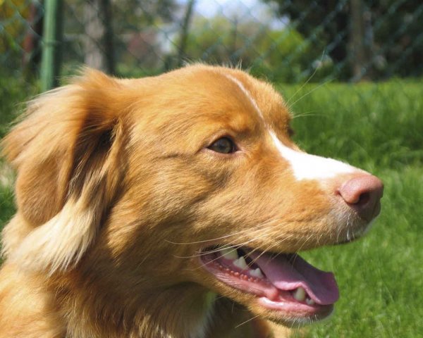 Новошотландский ретривер (3)