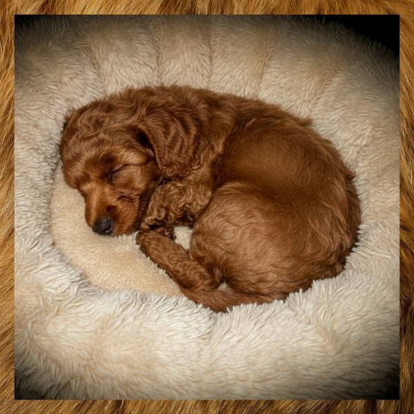 EFVVDJKHCRGCFJVTKSPJY