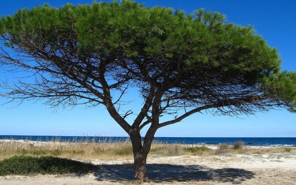 Пиния (Сосна пиния, Сосна итальянская, Pinus pinea)