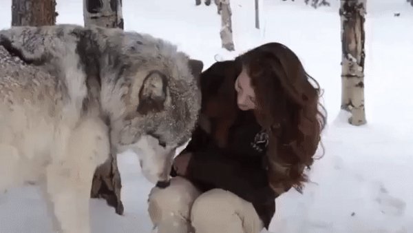 Вот кому Тамбовский волк - товарищ