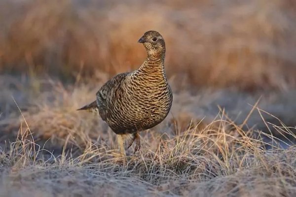 ТЕТЕРЕВ (самка)