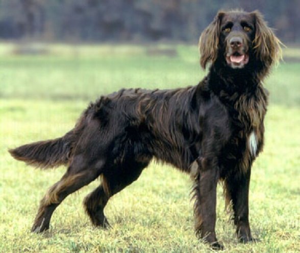 Немецкая длинношерстная легавая (лангхаар) (3)