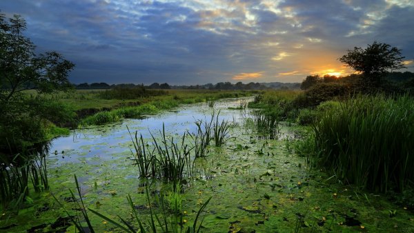 Обои рассвет река камыши берег кувшинки утро