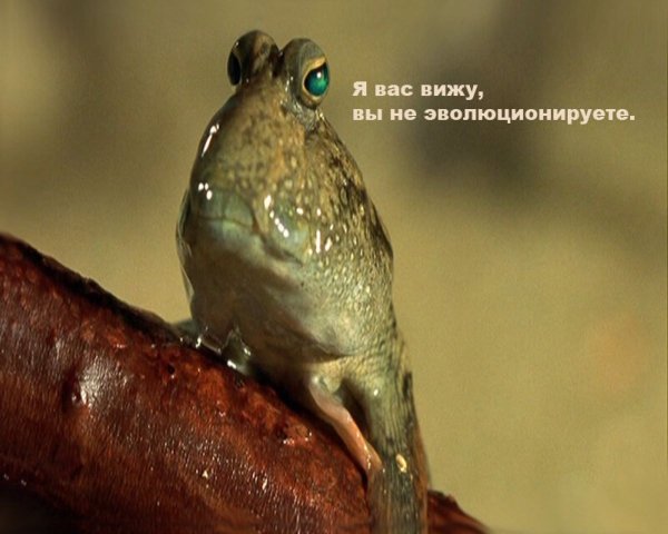 Анабас (илистый прыгун)