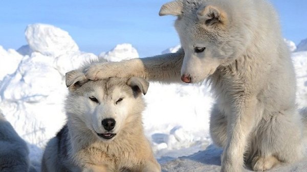 2-white-husky-puppies-228868