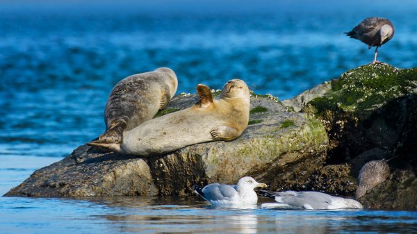 SealWaving ROW8856649845 UHD