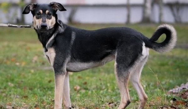 Новозеландская овчарка (3)