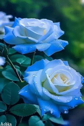 file_94835446