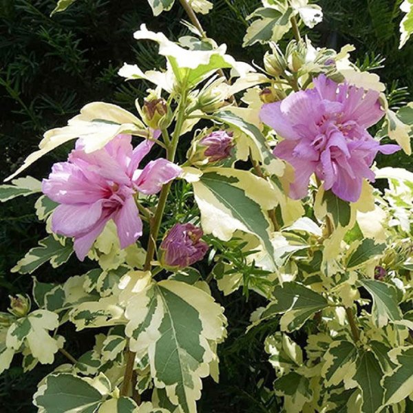 Гибискус Ван Гог (Van Gogh)