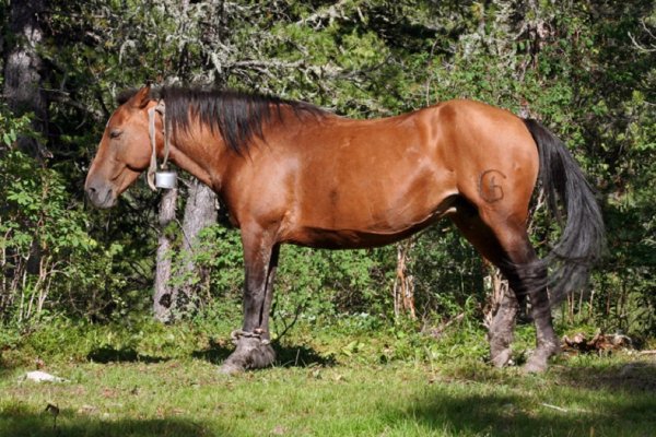 Алтайская порода лошадей