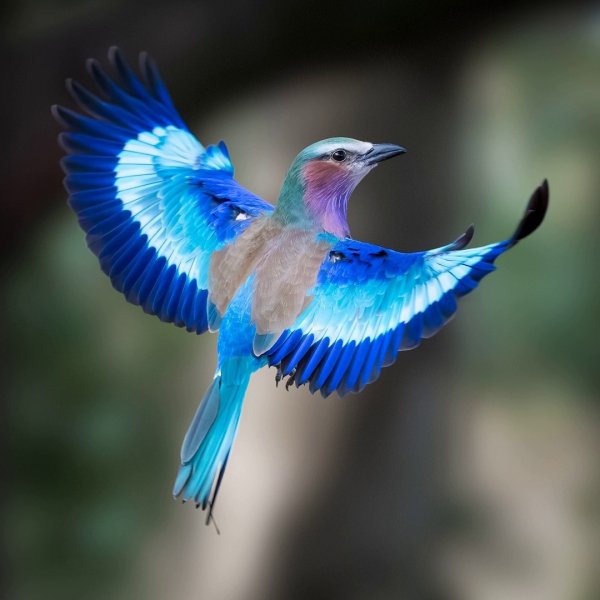 Сиреневогрудая сизоворонка Lilac-Breasted Roller