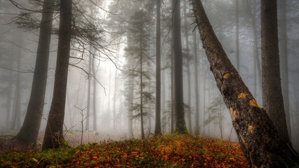 file_99650205