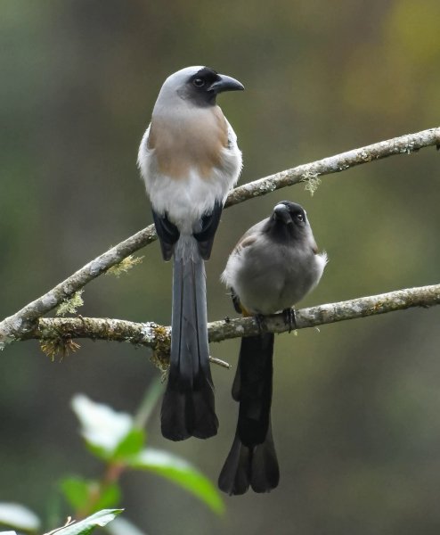 СЕРОГРУДАЯ ДРЕВЕСНАЯ СОРОКА