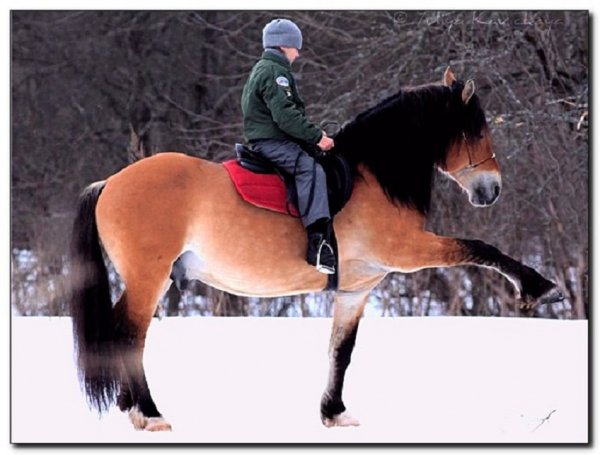 Ютландская порода лошадей (3)