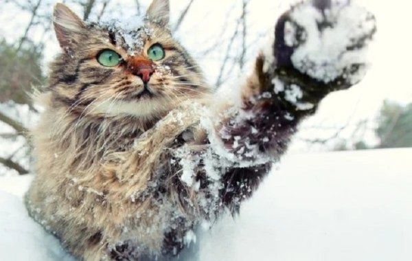 Зимние коты (29)