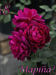 file_67698806