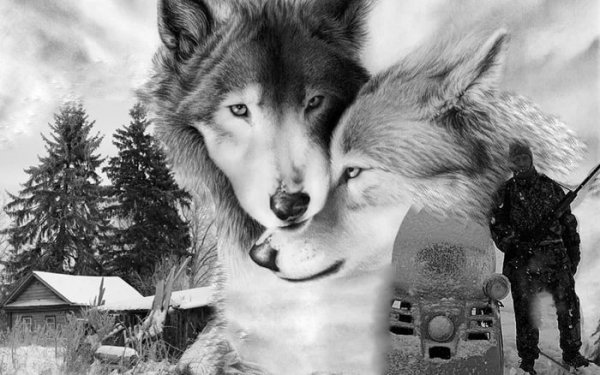 Волк и Волчица