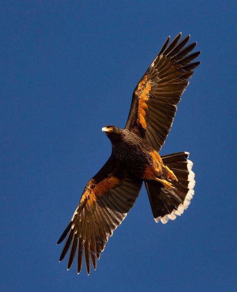 ЮЖНАЯ ГОРНАЯ КАРАКАРА