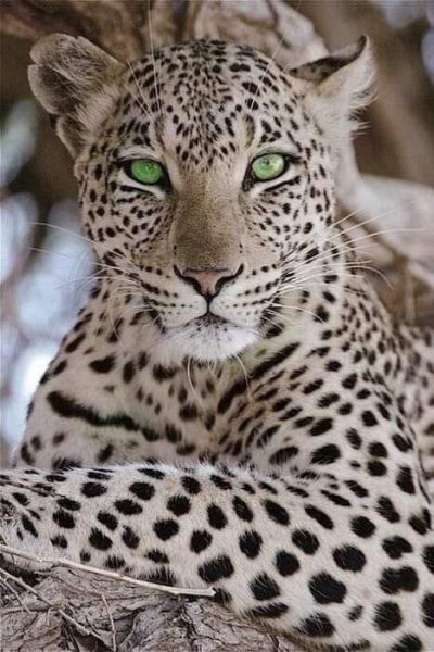 file_94384813
