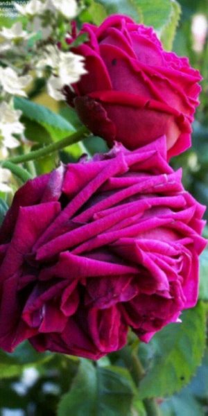 Animated gif about gif discovered by Iriska on We Heart It-1