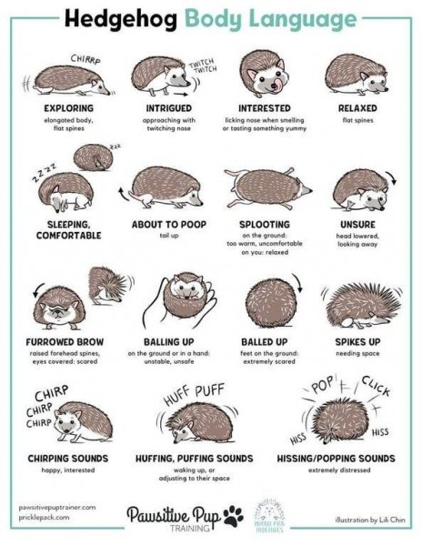 Hedgehog Body