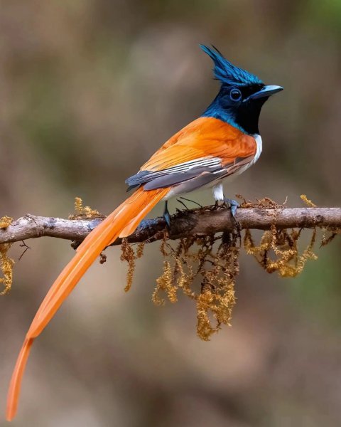 РАЙСКАЯ МУХОЛОВКА