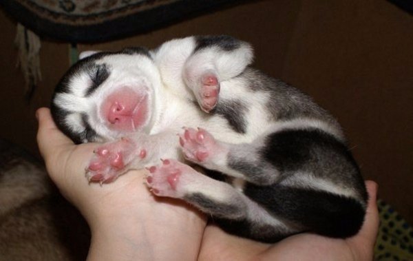 Щенок хаски