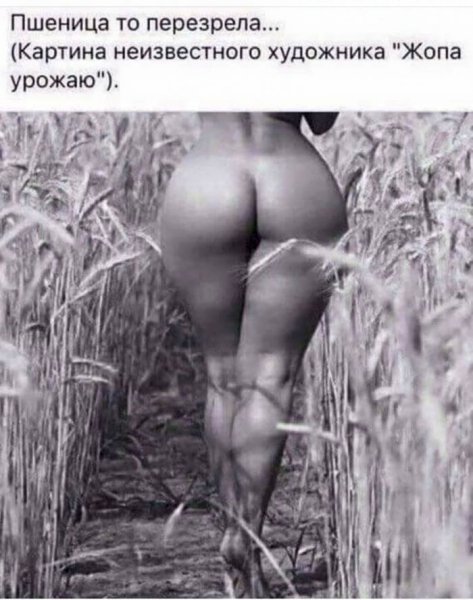 ПШЕНИЦА