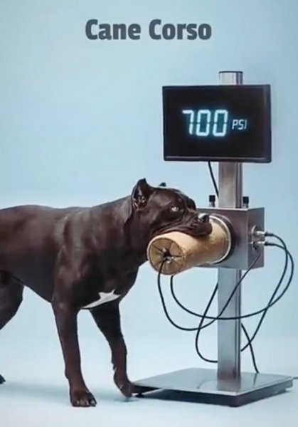 CANE CORSO