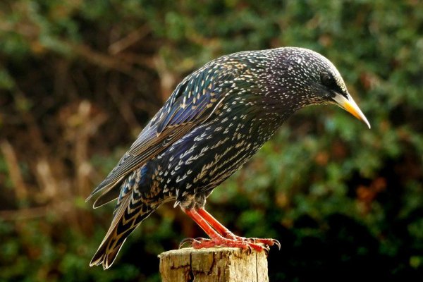 Birds 20