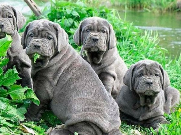 Неаполитанский мастиф