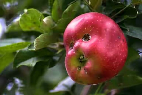 fruit25